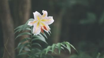 araiya, Nasu (photo 3)