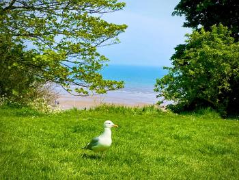 The Bay, Filey, Moonshine Cottage, Filey (foto 5)