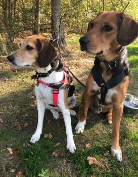 Liten stuga i Älvsjö 25 kvm med 2 sovloft, Stockholm (photo 2)