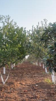 Omar villa, Al Jafr (foto 2)