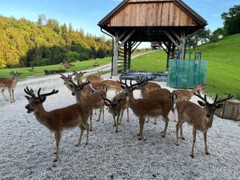 Glamping - domačija Lamperček, Веленье (фото 5)