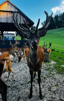 Glamping - domačija Lamperček, Веленье (фото 4)