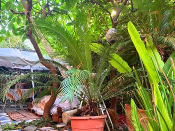 Penelope B&B, Palermo (foto 4)