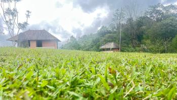 sora, Pīrmed (фото 5)