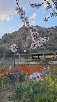 Cactus Bloom زهرة الصبار, Taif (foto 2)