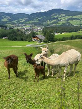 Grillinghof, Kirchberg in Tirol (zdjęcie 4)