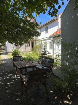 Сјајни лешник, Zrenjanin (foto 2)