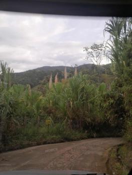 Casita el mirador solo naturaleza, Medellín (fotografie 3)