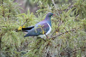 Tui Hideaway, Invercargill (fotografie 3)