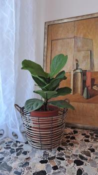 Oxi, Modena (Foto 5)