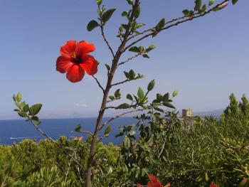 Piccola Baia, Scopello (foto 2)