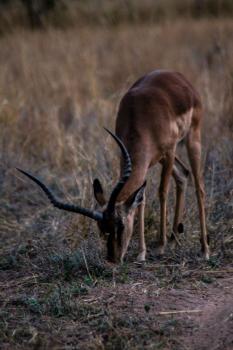 Trinity Pod - Modimolle, Modimolle (photo 2)