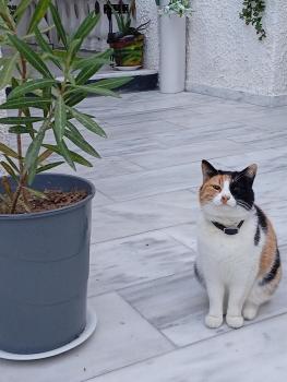 The Best, Perissa (fotografie 5)