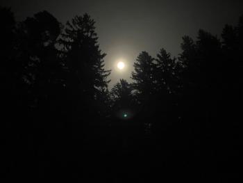 Baumzelt im Wald, Regen (photo 3)