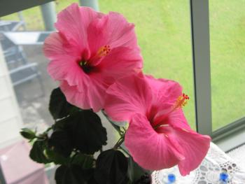 Hibiscus Bed & Breakfast, Waihi Beach (foto 2)
