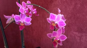 Sunny Guesthouse, Amsterdam (photo 4)