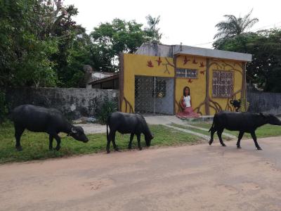 Habitat Marajó Hostel