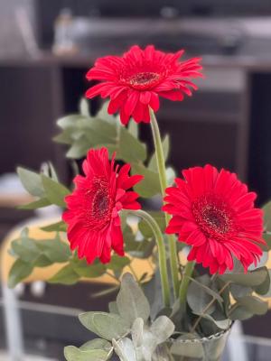 Gerbera Colorada HAEDO