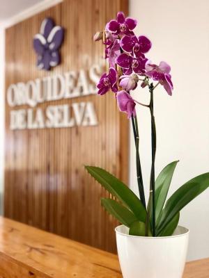 Orquídeas De La Selva