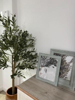 El Olivo Verde