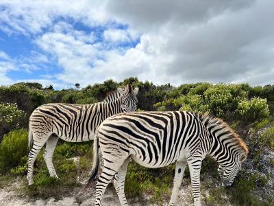 Wildlife & Ocean Retreat