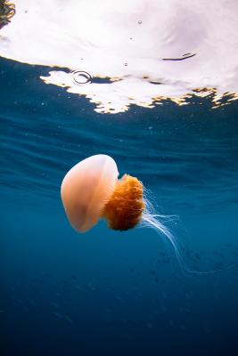 Review Mansuar Raja Ampat Bungalows