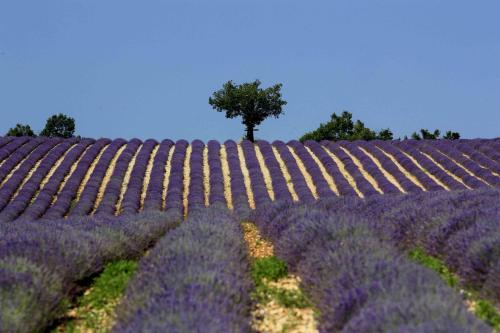 Clos des Lavandes - Luberon