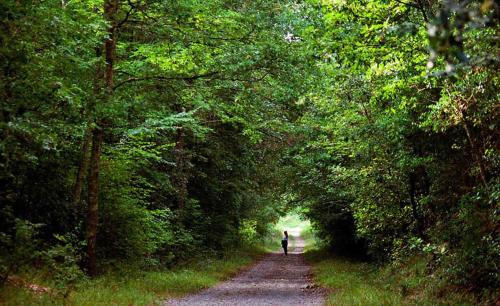 Suite Apartment Castello