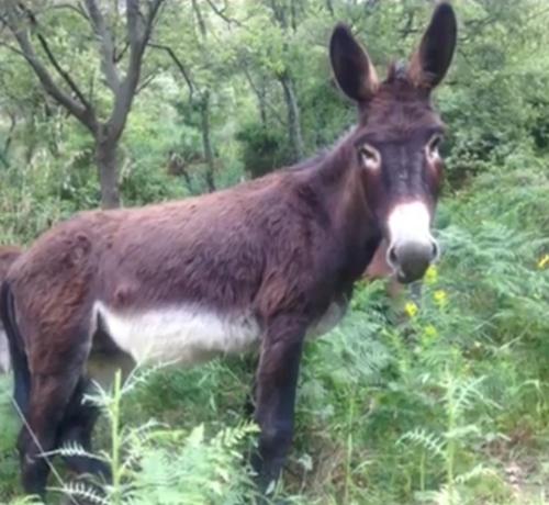 Holiday Home Dacia Felicia gîte à louer Motta Camastra