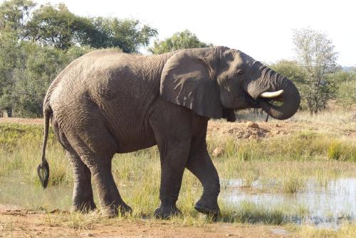 Thekwane Lodge