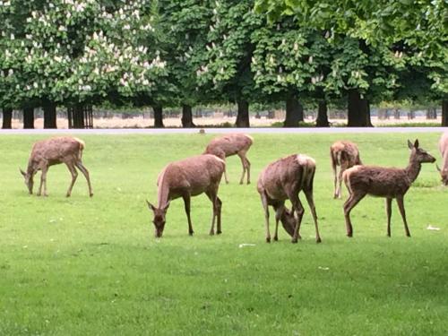 Old Station Gardens, SW London