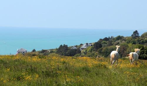 LOGT VUE MER AVEC TRAMPOLINE ET PONEY le long du GR gîte à louer Graincourt