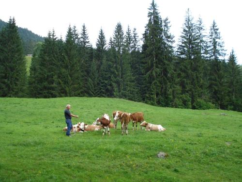 Scherntreinerhof - image 7