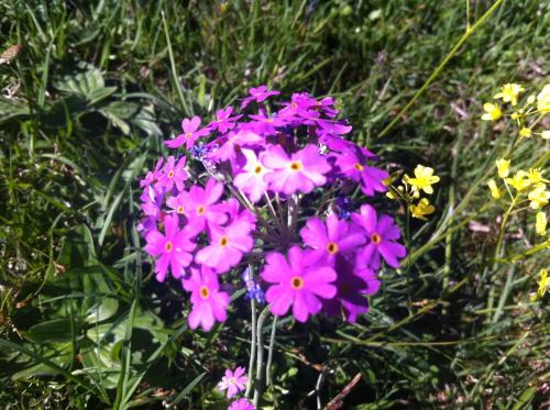 Appartement Krepper Appartement Krepper