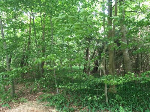 Facilities, Skovhuset in Mygdal