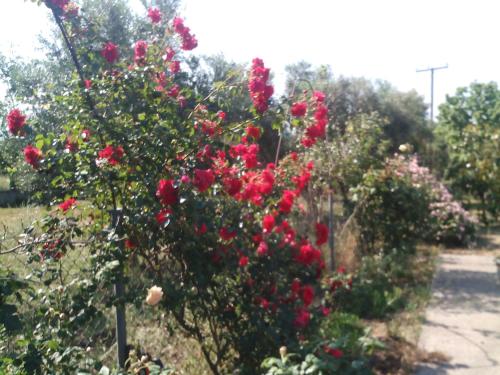  Beautiful cottage with a rose garden in Oikhalía