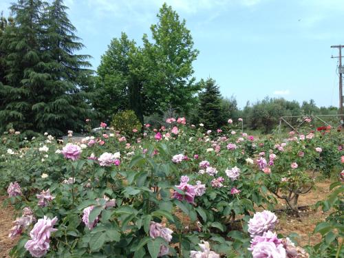  Beautiful cottage with a rose garden in Oikhalía