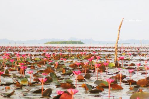 パッタルン Banpak Suankaew Talaynoi 1つ星 ホテル プール