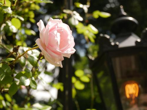 Hotel Pegasus - image 6