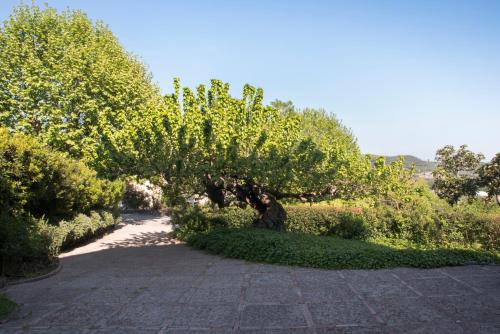 La Vecchia Quercia - image 14