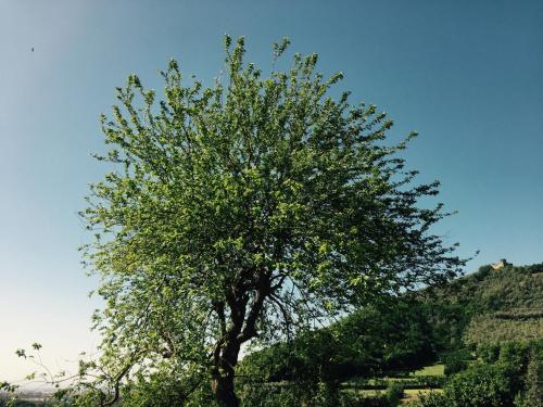 La Vecchia Quercia - image 7