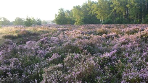 Holiday home bos en heide