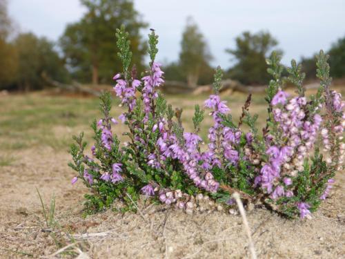 Holiday home bos en heide