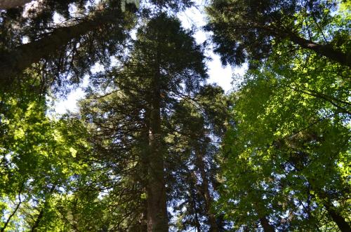 Pihtoviy Bor Hotel - image 3