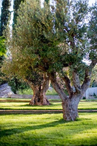 Domaine Monte Verdi - image 12
