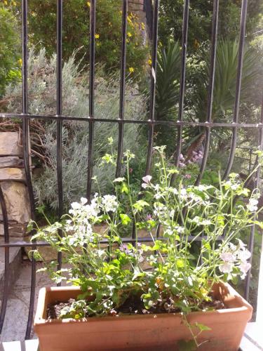 Vannas istaba, B&B I Glicini in Avegno