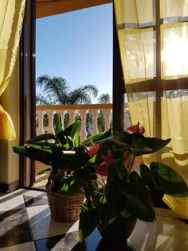 บริการและสิ่งอำนวยความสะดวก, Gato Preto de Silves - Adults Only in ซีฟล์ว