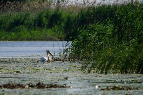 Apkārtne, La Raducu in Chilia Veche