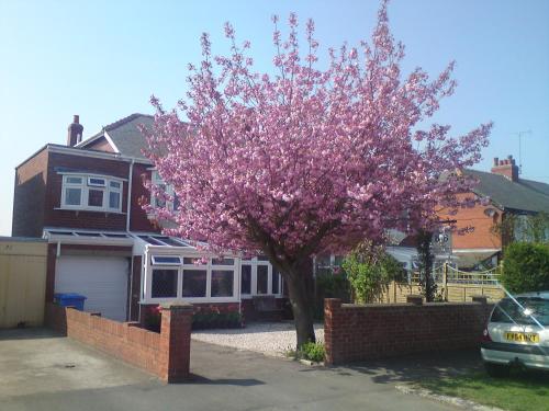 Cherry Blossom Guest House