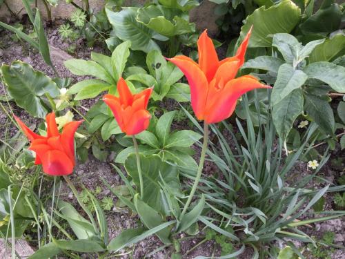 沃伊莱斯维尔提斯住宿加早餐旅馆 沃伊莱斯维尔提斯住宿加早餐旅馆